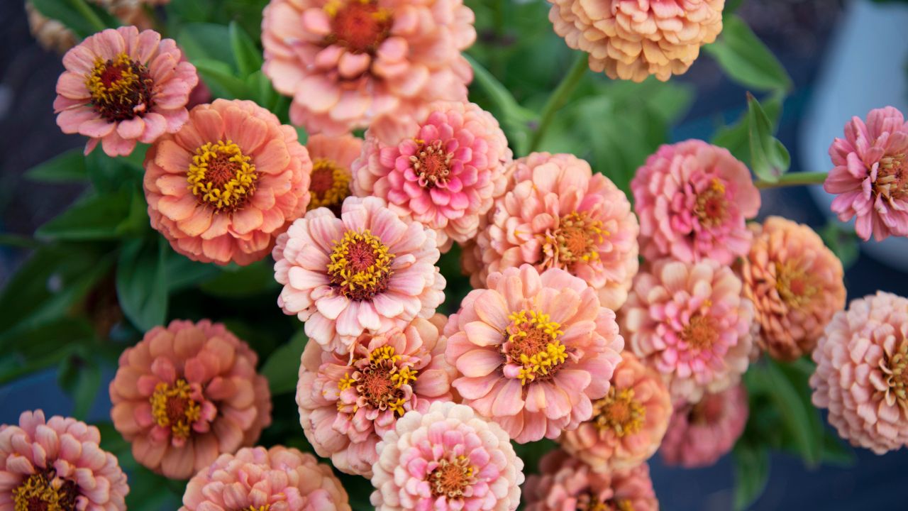 Hello Yellow! The Best Yellow Flowers to Add a Pop of Colour to Your Garden  | Shifting Roots, image size:1280x720