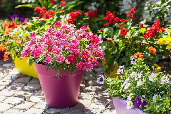 12 Full Sun Container Flowers - Urban Garden Gal