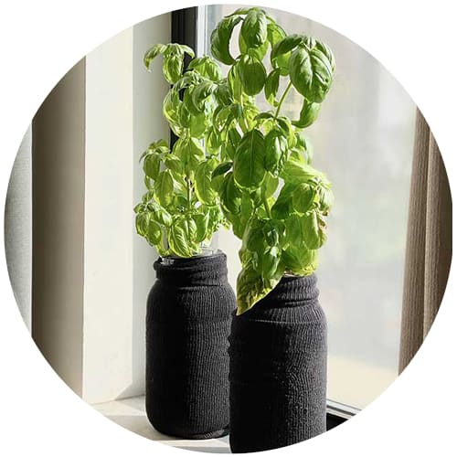Does Indoor Gardening Attract Bugs?